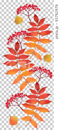 Rowan with autumn leaves vertical material 93762976