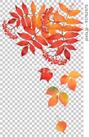 Rowan and fallen leaves with autumn leaves Rowan and fallen leaves with autumn leaves 93762978