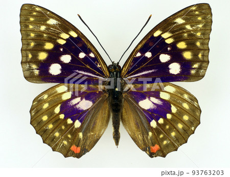Japanese emperor butterfly Sasakia charonda isolated on white. Iridescent blue. Collection butterflies. Nymphalidae. Lepidoptera. Entomology 93763203