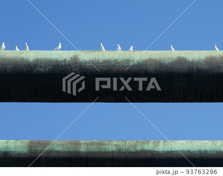 秋晴れの靖国神社（東京都千代田区） 93763296