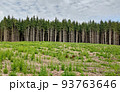 Scenic panorama forest photo 93763646