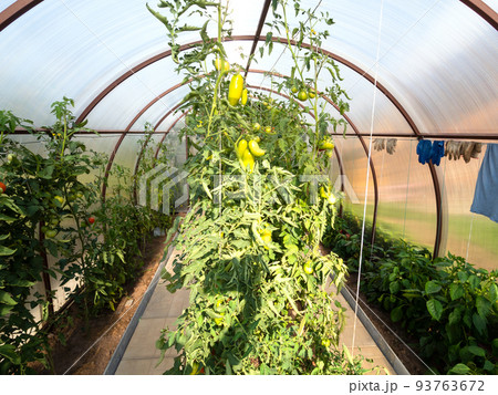 green sweet peppers in polycarbonate greenhouse green sweet peppers in polycarbonate greenhouse 93763672