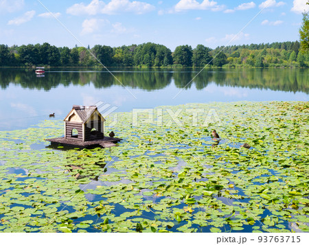 ducks and wooden duck house between water lilies 93763715