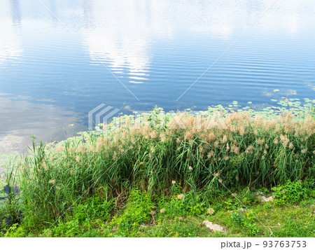 beach of Malaya Kokshaga river in Yoshkar-Ola 93763753
