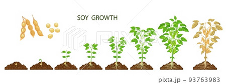 Soy beans growth stages. Vector soybean plants, sprout and seed on agriculture or farm field. Growing process phases of soya with green plants, leaves, flowers and legume pods, life cycle from seed 93763983