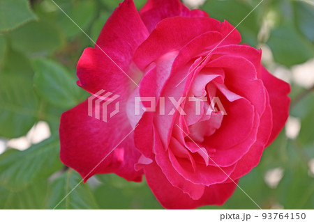 蜂ヶ峰の薔薇 蜂ヶ峰の薔薇 93764150