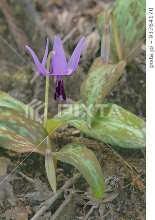 カタクリ カタクリ 93764170