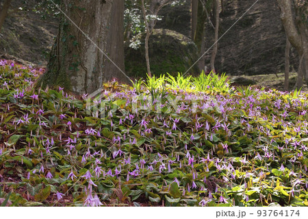 カタクリ カタクリ 93764174