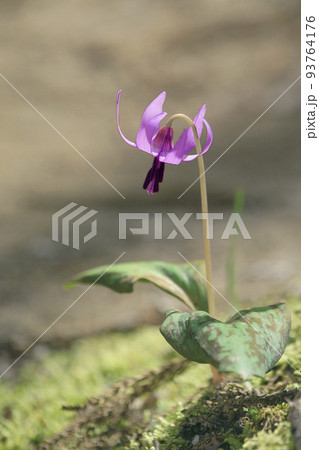 カタクリ 93764176