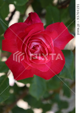 蜂ヶ峰の薔薇 蜂ヶ峰の薔薇 93764191