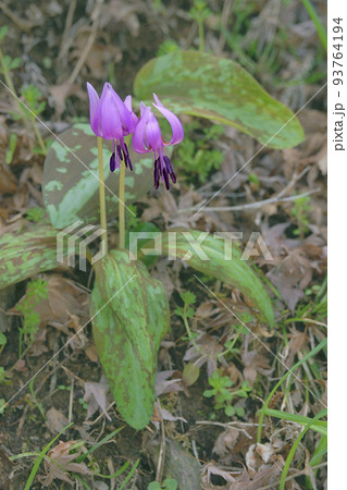 カタクリ カタクリ 93764194