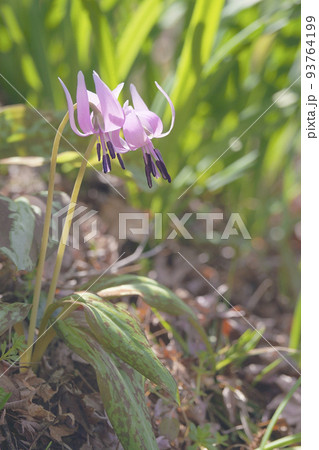 カタクリ カタクリ 93764199