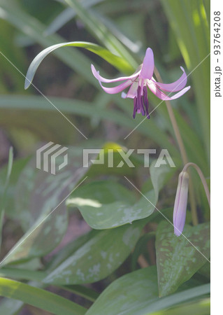 カタクリ カタクリ 93764208