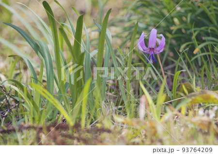 カタクリ カタクリ 93764209