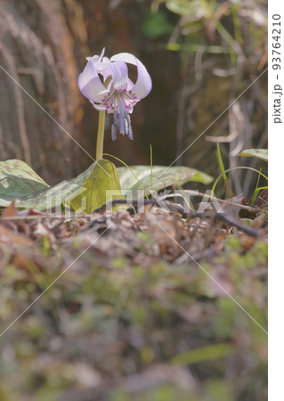 カタクリ カタクリ 93764210