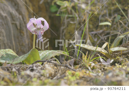 カタクリ 93764211