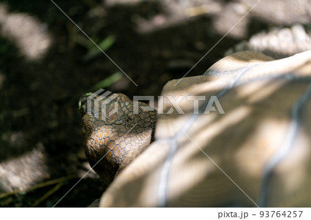 ケヅメ陸ガメ　ヘルマンリクガメ　陸亀 93764257