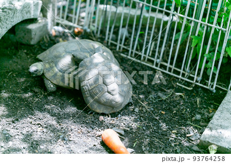 ケヅメ陸ガメ ヘルマンリクガメ 陸亀 ケヅメ陸ガメ ヘルマンリクガメ 陸亀 93764258