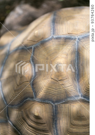 ケヅメ陸ガメ ヘルマンリクガメ 陸亀 ケヅメ陸ガメ ヘルマンリクガメ 陸亀 93764260