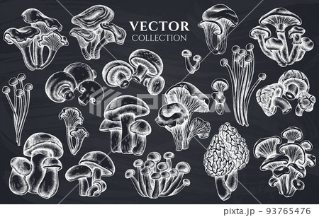 Badge design with chalk oyster mushroom, champignon, honey agaric, etc. 93765476