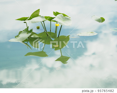 青空の映る水面で咲くコウホネ 93765482