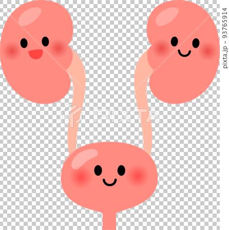 健康的腎臟和膀胱特徵 健康的腎臟和膀胱特徵 93765914