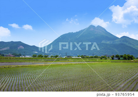 湯布院　由布岳と水田 93765954