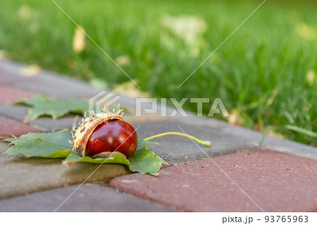 Fresh chestnut and green leaf on sidewalk 93765963