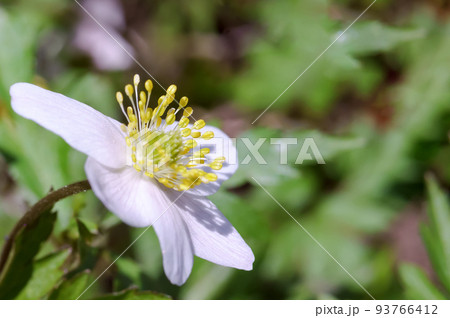 White flower close-up. Oxalis flowers in the woods. Spring and blooming flowers. White flower close-up. Oxalis flowers in the woods. Spring and blooming flowers. 93766412