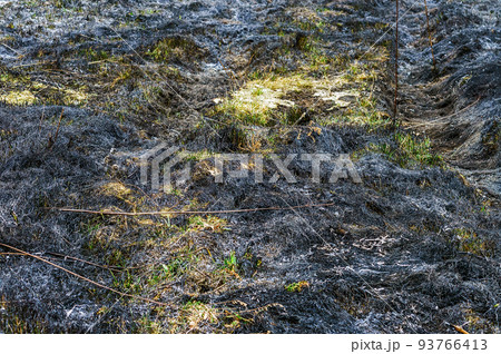 Grass Fall. Burned field. A field burned by fire. Fields after fire. Grass Fall. Burned field. A field burned by fire. Fields after fire. 93766413