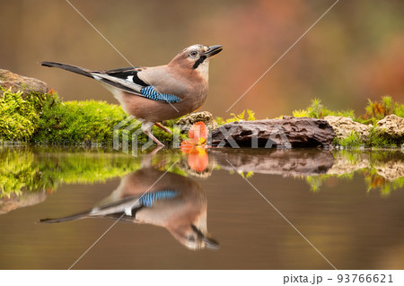 Eurasian jay drinking water from a splash in autumn forest 93766621