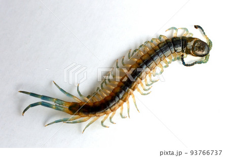 白い背景のムカデのこども 93766737