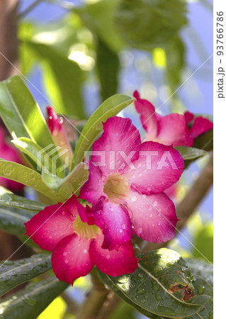 Beautiful pink Adenium obesum is also known as the Desert Rose. It is blooming and there are drops of water on the flowers after rain in garden, vertical view. 93766786
