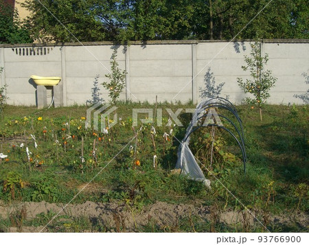 Growing summer harvest in the garden Growing summer harvest in the garden 93766900