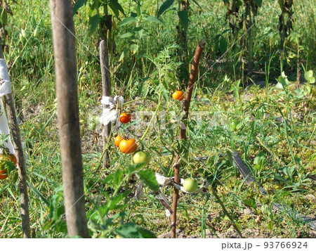 Growing summer harvest in the garden Growing summer harvest in the garden 93766924