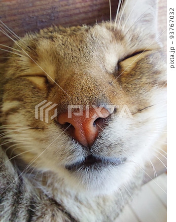 The cat lies peacefully on a hot summer day The cat lies peacefully on a hot summer day 93767032