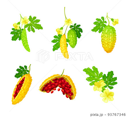 Momordica Charantia or Bitter Melon as Tropical Vine with Edible Fruit Vector Set 93767346