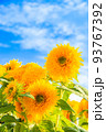 夏の青空とひまわり 93767392