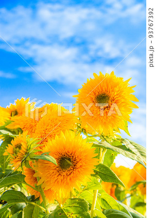 夏の青空とひまわり 夏の青空とひまわり 93767392