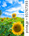 夏の青空とひまわり 93767393
