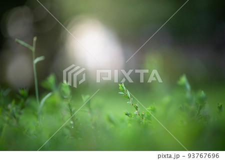 草叢に生きるの写真素材 [93767696] - PIXTA