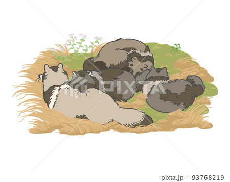 タヌキ寝入り クレイジーな日本語「タヌキ寝入り」英語で言えますか？ ナイツ・土屋