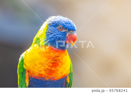Rainbow Lorikeet - colourful parrot from Australia Rainbow Lorikeet - colourful parrot from Australia 93768241