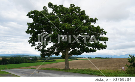 セブンスターの木（北海道美瑛町） 93769284