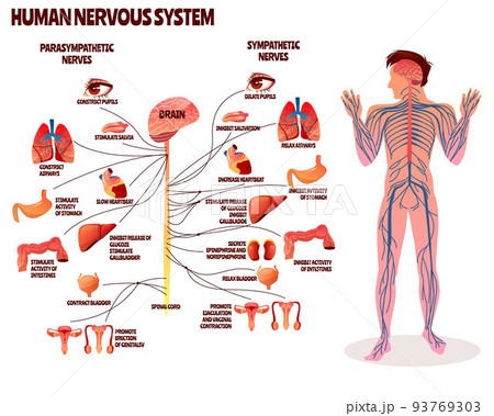 Human nervous system vector illustration Human nervous system vector illustration 93769303