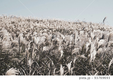 サングムブリ 葦 収穫 93769693