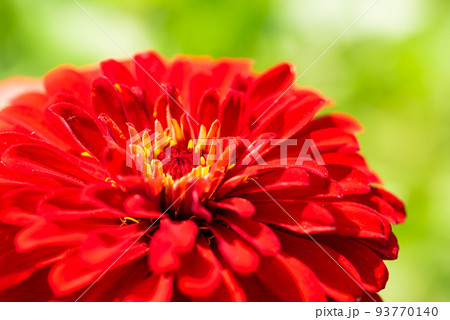 #ダリア ♯花 ♯テンジクボタン ♯マクロ撮影 ♯赤色 ♯赤色のダリア ♯赤いダリア #ダリア ♯花 ♯テンジクボタン ♯マクロ撮影 ♯赤色 ♯赤色のダリア ♯赤いダリア 93770140