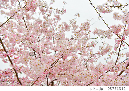 桜 桜 93771312