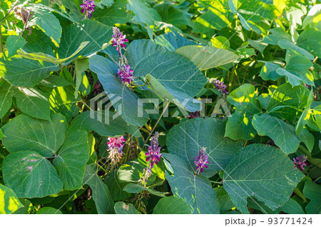 葛の花 93771424