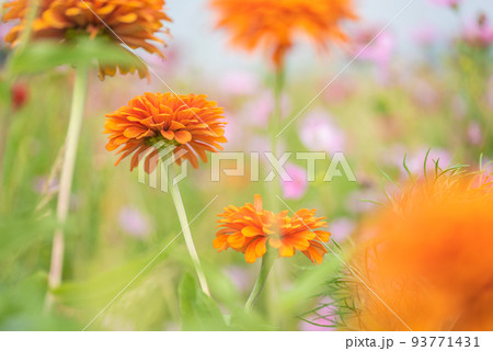 #ダリア ♯花 ♯テンジクボタン ♯花畑 ♯ダリアの花畑 #ダリア ♯花 ♯テンジクボタン ♯花畑 ♯ダリアの花畑 93771431